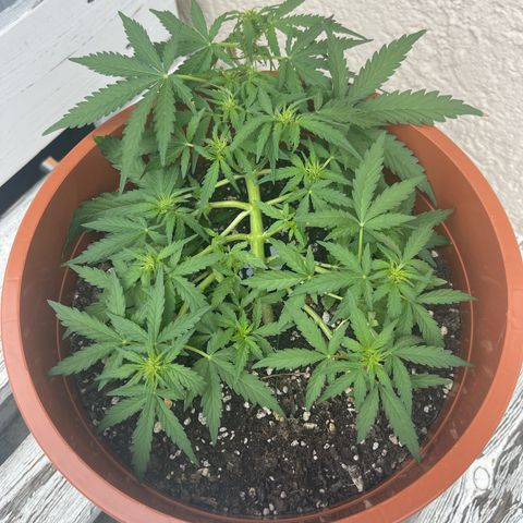 Royal Critcal growlog timeline photo