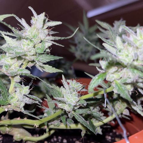 Royal Critcal growlog timeline photo