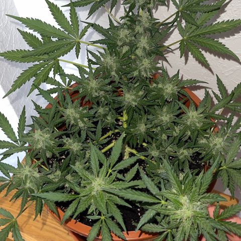 Royal Critcal growlog timeline photo