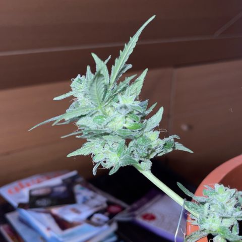 Royal Critcal growlog timeline photo
