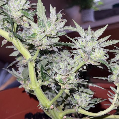 Royal Critcal growlog timeline photo