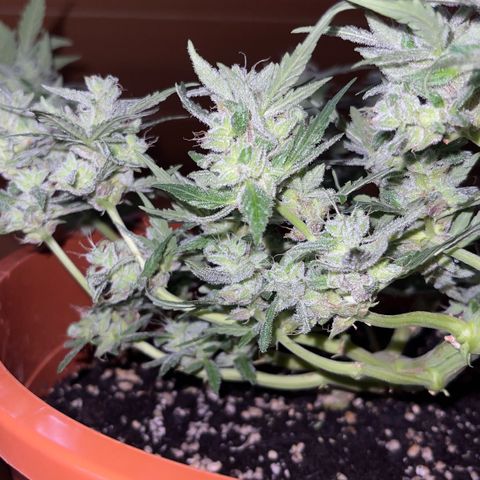 Royal Critcal growlog timeline photo