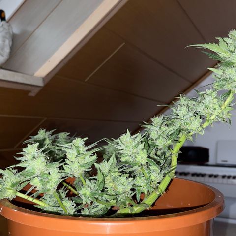 Royal Critcal growlog timeline photo