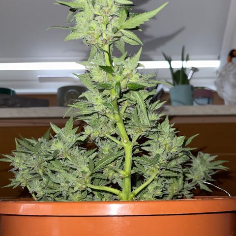 Royal Critcal growlog timeline photo