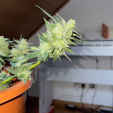 Royal Critcal growlog timeline photo