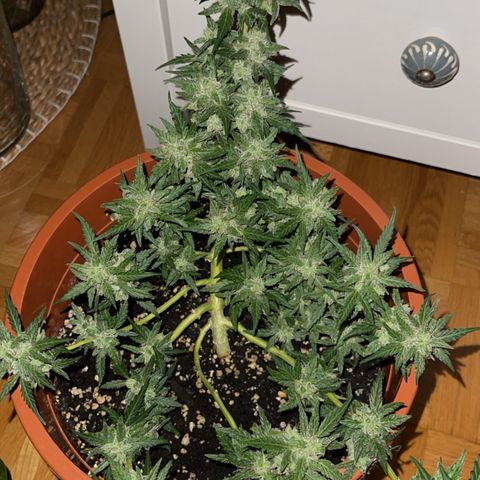 Royal Critcal growlog timeline photo