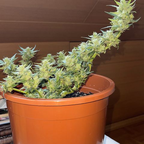 Royal Critcal growlog timeline photo