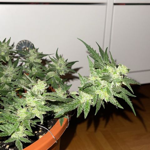 Royal Critcal growlog timeline photo