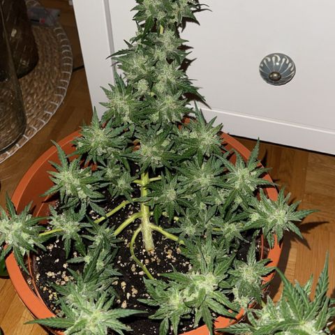 Royal Critcal growlog timeline photo