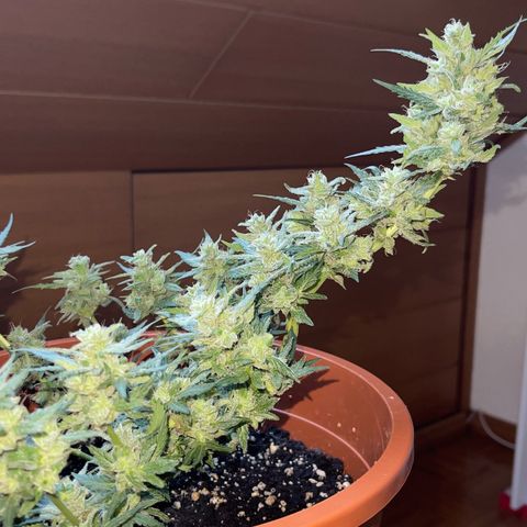 Royal Critcal growlog timeline photo