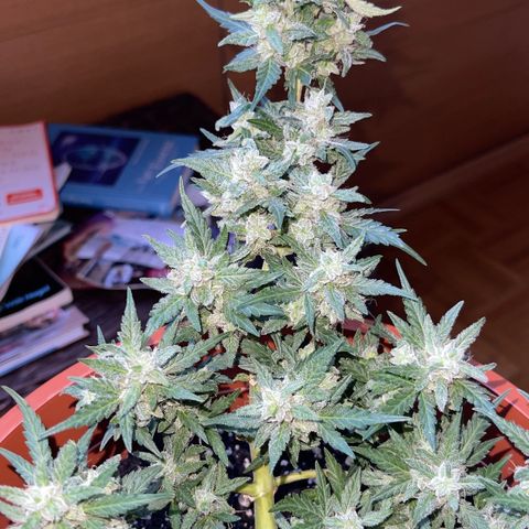 Royal Critcal growlog timeline photo