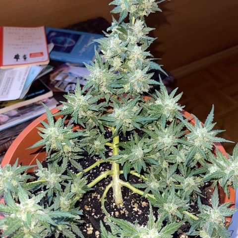 Royal Critcal growlog timeline photo