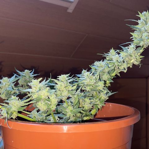 Royal Critcal growlog timeline photo