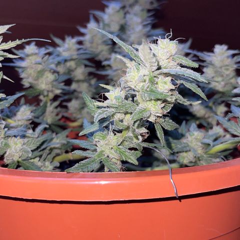 Royal Critcal growlog timeline photo