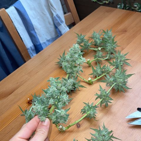 Royal Critcal growlog photo: ✂️