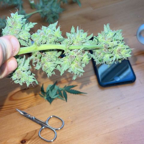 Royal Critcal growlog photo: ✂️