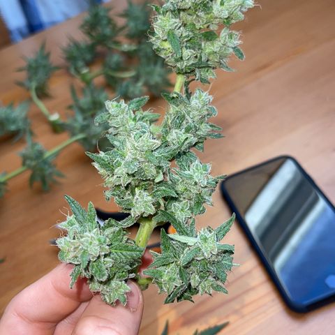 Royal Critcal growlog photo: ✂️