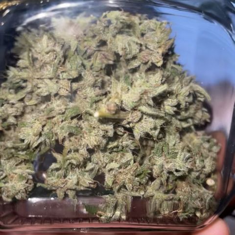 Royal Critcal growlog photo: 10g Dry