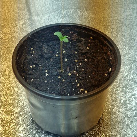 Critical growlog timeline photo