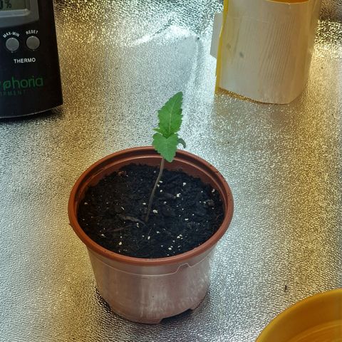 Critical growlog timeline photo