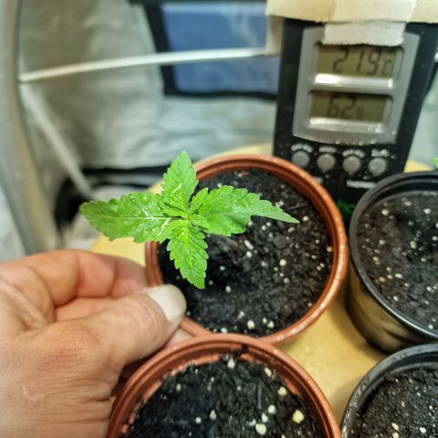 Critical growlog timeline photo