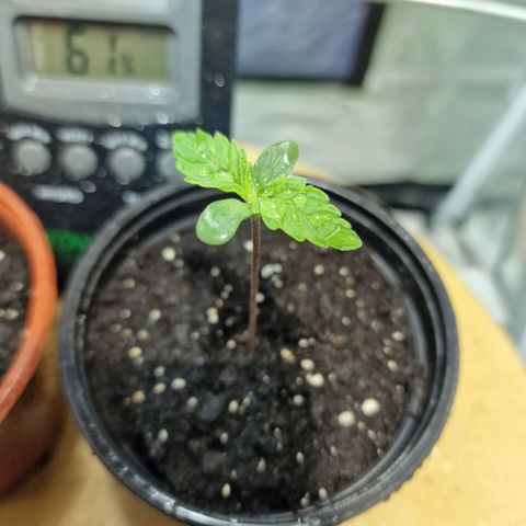 Critical growlog timeline photo