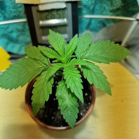 Critical growlog timeline photo