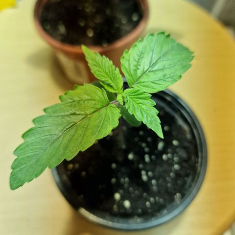 Critical growlog timeline photo