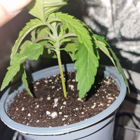 Critical growlog photo: Hängende Blätter Nährstoff Mangel durch Leitungswasser (erhöhter Ph wert) neue Triebe wachsen 