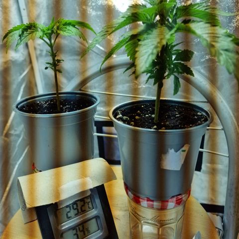 Critical growlog timeline photo