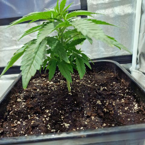 Critical growlog timeline photo