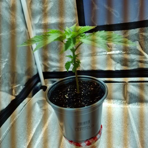 Critical growlog timeline photo