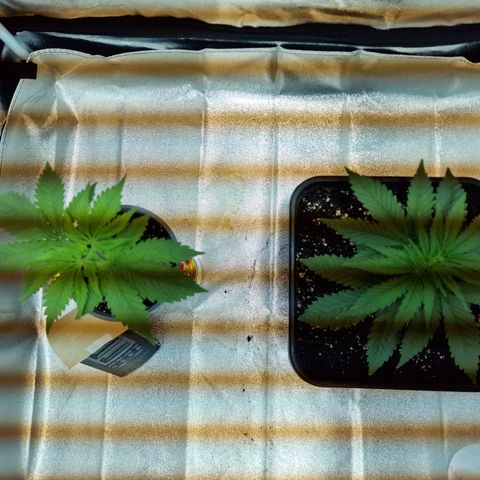 Critical growlog timeline photo