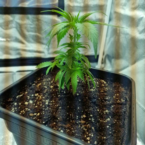 Critical growlog timeline photo