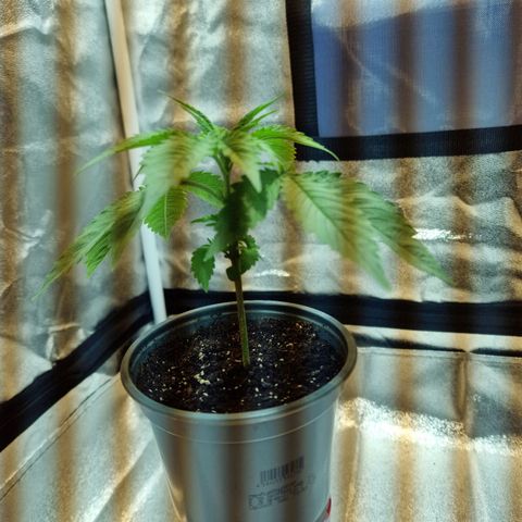 Critical growlog timeline photo
