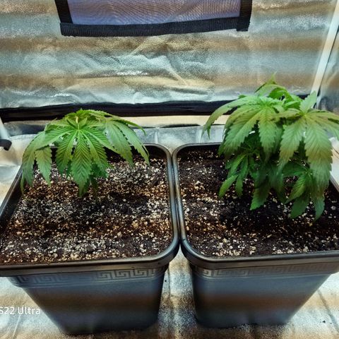 Critical growlog photo: Heute Topping für beide und linke Pflanze neuer Topf (Endtopf)