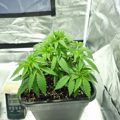 Critical growlog timeline photo