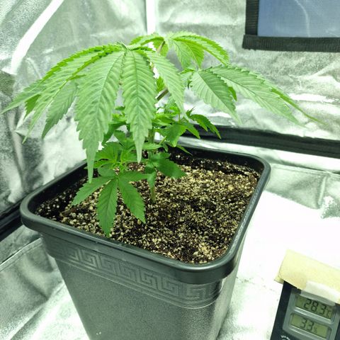 Critical growlog timeline photo