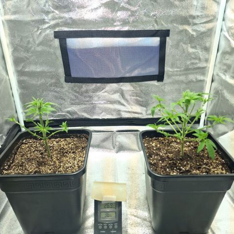 Critical growlog timeline photo