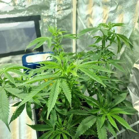 Critical growlog timeline photo