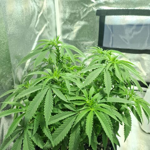 Critical growlog timeline photo