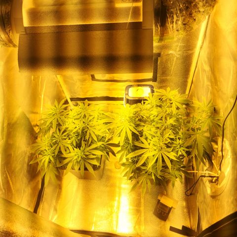 Critical growlog timeline photo