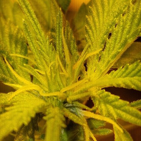 Critical growlog timeline photo