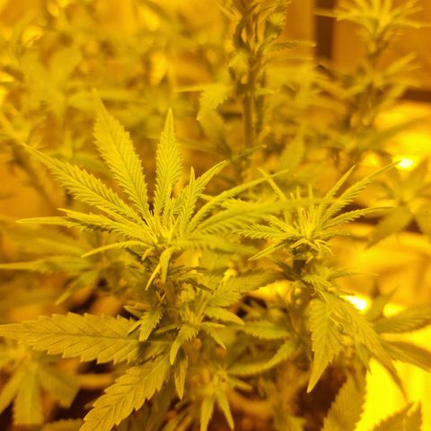 Critical growlog timeline photo