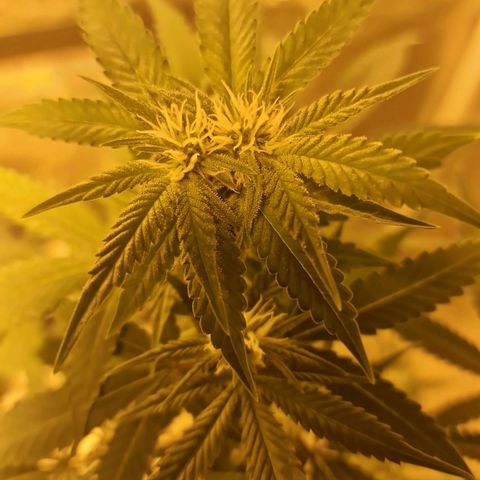 Critical growlog timeline photo