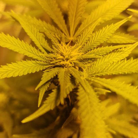 Critical growlog timeline photo