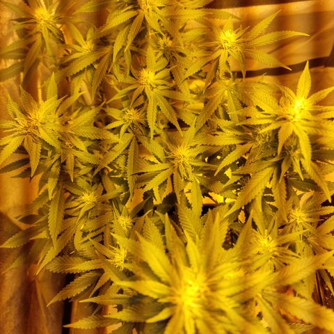 Critical growlog timeline photo