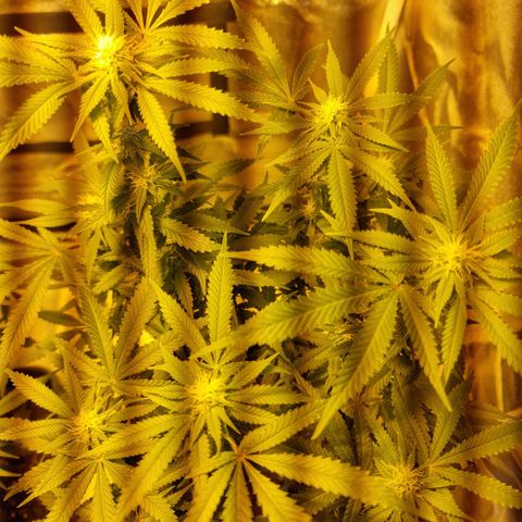 Critical growlog timeline photo