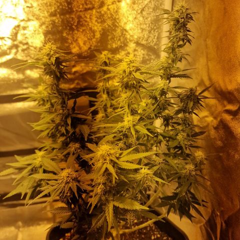 Critical growlog timeline photo
