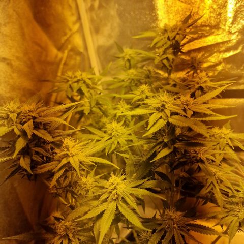 Critical growlog timeline photo